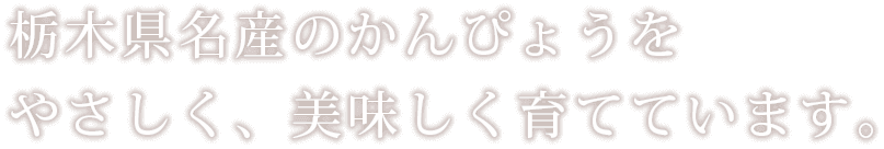 栃木県名産のかんぴょうをやさしく、美味しく育てています。